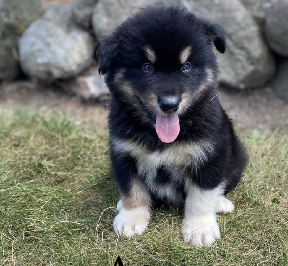 comprar cachorros sanos, baratos y asequibles para la venta